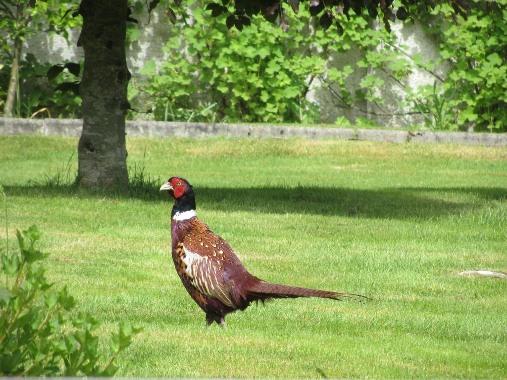 Rossmor Bed & Breakfast Grantown-on-Spey Екстериор снимка